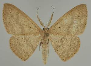  (Cyclophora EF03 - BC EF Lep 02301)  @13 [ ] Copyright (2010) Egbert Friedrich Research Collection of Egbert Friedrich