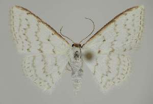 (Idaea argophylla - BC EF Lep 02324)  @14 [ ] Copyright (2010) Egbert Friedrich Research Collection of Egbert Friedrich