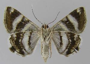  ( - BC EF Lep 00129)  @13 [ ] Copyright (2010) Egbert Friedrich Research Collection of Egbert Friedrich