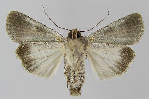  ( - BC EF Lep 00328)  @12 [ ] Copyright (2010) Egbert Friedrich Research Collection of Egbert Friedrich