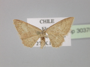 (Cyclophora AH01Cl - BC ZSM Lep 30370)  @13 [ ] CreativeCommons - Attribution Non-Commercial Share-Alike (2010) Axel Hausmann SNSB, Zoologische Staatssammlung Muenchen