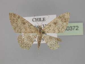  (Cyclophora AH02Cl - BC ZSM Lep 30372)  @11 [ ] CreativeCommons - Attribution Non-Commercial Share-Alike (2010) Axel Hausmann SNSB, Zoologische Staatssammlung Muenchen