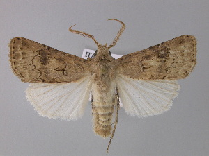  (Agrotis bigramma - BC ZSM Lep 30833)  @15 [ ] CreativeCommons - Attribution Non-Commercial Share-Alike (2010) Axel Hausmann SNSB, Zoologische Staatssammlung Muenchen