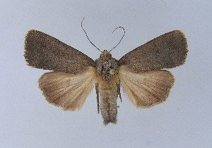  ( - BC ZSM Lep 31738)  @13 [ ] Copyright (2010) Axel Hausmann/Bavarian State Collection of Zoology (ZSM) SNSB, Zoologische Staatssammlung Muenchen
