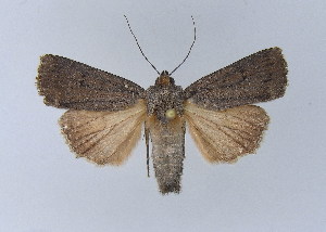  ( - BC ZSM Lep 31739)  @13 [ ] Copyright (2010) Axel Hausmann/Bavarian State Collection of Zoology (ZSM) SNSB, Zoologische Staatssammlung Muenchen