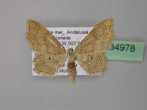  (Idaea simplicior - BC ZSM Lep 34978)  @14 [ ] CreativeCommons - Attribution Non-Commercial Share-Alike (2010) Axel Hausmann SNSB, Zoologische Staatssammlung Muenchen