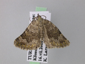  ( - BC ZSM Lep 35583)  @12 [ ] Copyright (2010) Axel Hausmann/Bavarian State Collection of Zoology (ZSM) SNSB, Zoologische Staatssammlung Muenchen