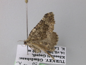  ( - BC ZSM Lep 35584)  @12 [ ] Copyright (2010) Axel Hausmann/Bavarian State Collection of Zoology (ZSM) SNSB, Zoologische Staatssammlung Muenchen