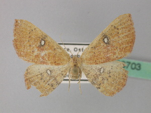  (Cyclophora ariadne - BC ZSM Lep 36703)  @14 [ ] CreativeCommons - Attribution Non-Commercial Share-Alike (2010) Axel Hausmann SNSB, Zoologische Staatssammlung Muenchen