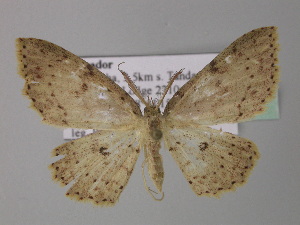  (Cyclophora AH01Ec - BC ZSM Lep 32527)  @14 [ ] CreativeCommons - Attribution Non-Commercial Share-Alike (2010) Axel Hausmann SNSB, Zoologische Staatssammlung Muenchen