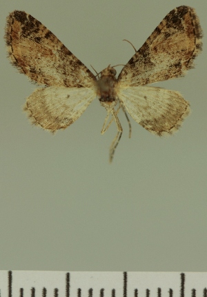  (Eupithecia JLC00382Zw - JLC ZW Lep 00382)  @11 [ ] Copyright (2010) Juergen Lenz Research Collection of Juergen Lenz