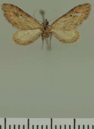  (Eupithecia cinnamomata - JLC ZW Lep 00385)  @11 [ ] Copyright (2010) Juergen Lenz Research Collection of Juergen Lenz