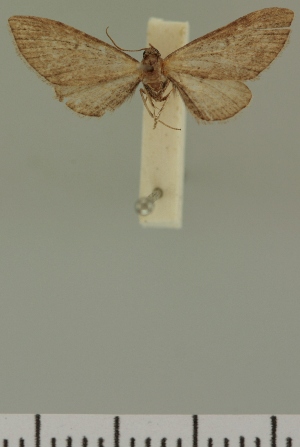  (Eupithecia JLC00395Zw - JLC ZW Lep 00395)  @11 [ ] Copyright (2010) Juergen Lenz Research Collection of Juergen Lenz