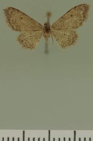  (Eupithecia JLC00402Zw - JLC ZW Lep 00402)  @11 [ ] Copyright (2010) Juergen Lenz Research Collection of Juergen Lenz