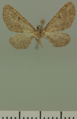  (Eupithecia JLC00405Zw - JLC ZW Lep 00405)  @11 [ ] Copyright (2010) Juergen Lenz Research Collection of Juergen Lenz