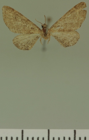  (Eupithecia JLC00407Zw - JLC ZW Lep 00407)  @11 [ ] Copyright (2010) Juergen Lenz Research Collection of Juergen Lenz