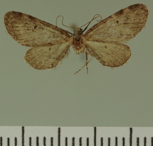  (Eupithecia JLC00416Zw - JLC ZW Lep 00416)  @11 [ ] Copyright (2010) Juergen Lenz Research Collection of Juergen Lenz