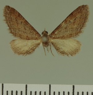  (Eupithecia irenica - JLC ZW Lep 00417)  @11 [ ] Copyright (2010) Juergen Lenz Research Collection of Juergen Lenz