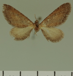  (Eupithecia JLC00418Zw - JLC ZW Lep 00418)  @11 [ ] Copyright (2010) Juergen Lenz Research Collection of Juergen Lenz