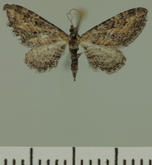  (Eupithecia JLC00422Zw - JLC ZW Lep 00422)  @13 [ ] Copyright (2010) Juergen Lenz Research Collection of Juergen Lenz