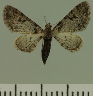  (Eupithecia JLC00424Zw - JLC ZW Lep 00424)  @13 [ ] Copyright (2010) Juergen Lenz Research Collection of Juergen Lenz