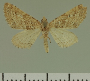  (Eupithecia licita - JLC ZW Lep 00425)  @13 [ ] Copyright (2010) Juergen Lenz Research Collection of Juergen Lenz