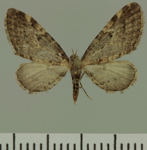  (Eupithecia JLC00427Zw - JLC ZW Lep 00427)  @13 [ ] Copyright (2010) Juergen Lenz Research Collection of Juergen Lenz