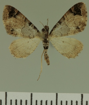  (Eupithecia JLC00429Zw - JLC ZW Lep 00429)  @12 [ ] Copyright (2010) Juergen Lenz Research Collection of Juergen Lenz