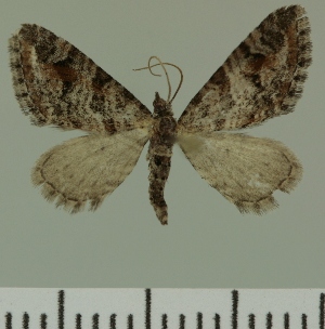  (Eupithecia JLC00430Zw - JLC ZW Lep 00430)  @13 [ ] Copyright (2010) Juergen Lenz Research Collection of Juergen Lenz