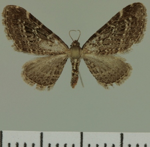  (Eupithecia JLC00437Zw - JLC ZW Lep 00437)  @12 [ ] Copyright (2010) Juergen Lenz Research Collection of Juergen Lenz