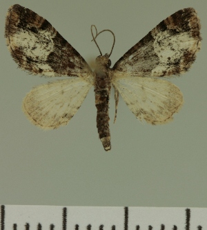  (Eupithecia JLC00440Zw - JLC ZW Lep 00440)  @14 [ ] Copyright (2010) Juergen Lenz Research Collection of Juergen Lenz