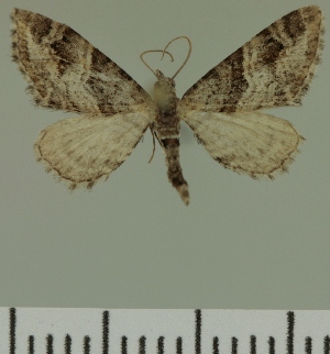  (Eupithecia JLC00444Zw - JLC ZW Lep 00444)  @13 [ ] Copyright (2010) Juergen Lenz Research Collection of Juergen Lenz