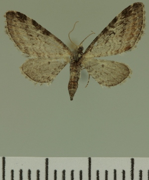  (Eupithecia JLC00459Zw - JLC ZW Lep 00459)  @12 [ ] Copyright (2010) Juergen Lenz Research Collection of Juergen Lenz