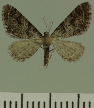  (Eupithecia JLC00460Zw - JLC ZW Lep 00460)  @13 [ ] Copyright (2010) Juergen Lenz Research Collection of Juergen Lenz