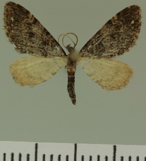  (Eupithecia JLC00462Zw - JLC ZW Lep 00462)  @14 [ ] Copyright (2010) Juergen Lenz Research Collection of Juergen Lenz