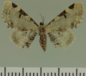  (Eupithecia inquinata - JLC ZW Lep 00463)  @13 [ ] Copyright (2010) Juergen Lenz Research Collection of Juergen Lenz
