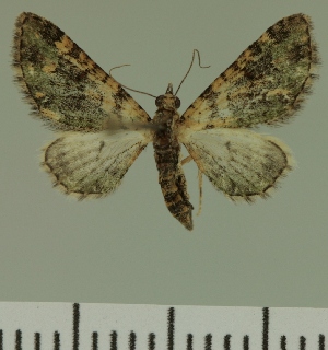  (Eupithecia JLC00467Zw - JLC ZW Lep 00467)  @11 [ ] Copyright (2010) Juergen Lenz Research Collection of Juergen Lenz