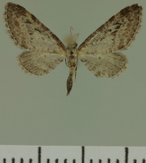  (Eupithecia JLC00469Zw - JLC ZW Lep 00469)  @12 [ ] Copyright (2010) Juergen Lenz Research Collection of Juergen Lenz