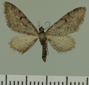  (Eupithecia JLC00473Zw - JLC ZW Lep 00473)  @13 [ ] Copyright (2010) Juergen Lenz Research Collection of Juergen Lenz