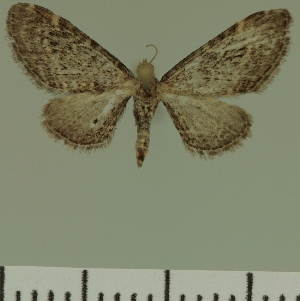  (Eupithecia JLC00474Zw - JLC ZW Lep 00474)  @12 [ ] Copyright (2010) Juergen Lenz Research Collection of Juergen Lenz