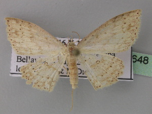  (Cyclophora AH01Ec - BC ZSM Lep 32648)  @14 [ ] CreativeCommons - Attribution Non-Commercial Share-Alike (2010) Axel Hausmann SNSB, Zoologische Staatssammlung Muenchen