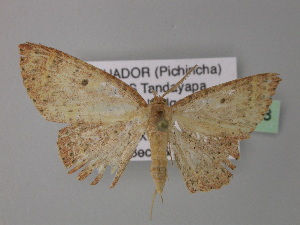  (Cyclophora AH02Ec - BC ZSM Lep 32668)  @11 [ ] CreativeCommons - Attribution Non-Commercial Share-Alike (2010) Axel Hausmann SNSB, Zoologische Staatssammlung Muenchen