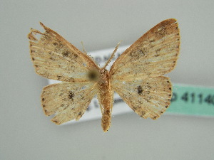  (Cyclophora AH01Md - BC ZSM Lep 41140)  @13 [ ] CreativeCommons - Attribution Non-Commercial Share-Alike (2010) Axel Hausmann SNSB, Zoologische Staatssammlung Muenchen