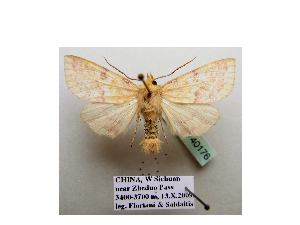 (Cirrhia tunicata - BC ZSM Lep 40176)  @13 [ ] CreativeCommons - Attribution Non-Commercial Share-Alike (2010) Axel Hausmann SNSB, Zoologische Staatssammlung Muenchen