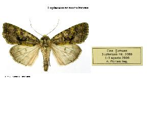  (Euplexidia noctuiformisGB01Ch - BC ZSM Lep 40190)  @11 [ ] CreativeCommons - Attribution Non-Commercial Share-Alike (2010) Axel Hausmann SNSB, Zoologische Staatssammlung Muenchen
