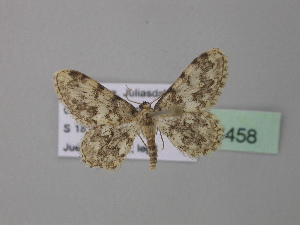  (Idaea fumilinea - BC ZSM Lep 38458)  @13 [ ] CreativeCommons - Attribution Non-Commercial Share-Alike (2010) Axel Hausmann SNSB, Zoologische Staatssammlung Muenchen