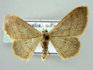  (Idaea distinctaria - RCIM 0167)  @14 [ ] Copyright (2010) Iva Mihoci Croatian Natural History Museum