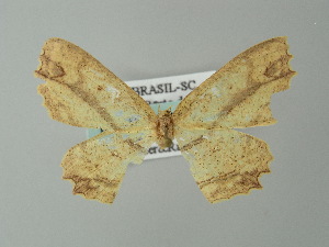  (Cyclophora melitia - BC ZSM Lep 49130)  @13 [ ] CreativeCommons - Attribution Non-Commercial Share-Alike (2012) Axel Hausmann SNSB, Zoologische Staatssammlung Muenchen
