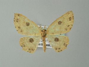  (Cyclophora caecariaAH01Br - BC ZSM Lep 49163)  @13 [ ] CreativeCommons - Attribution Non-Commercial Share-Alike (2012) Axel Hausmann SNSB, Zoologische Staatssammlung Muenchen