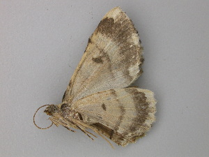  ( - BC ZSM Lep 49165)  @12 [ ] CreativeCommons - Attribution Non-Commercial Share-Alike (2011) Axel Hausmann SNSB, Zoologische Staatssammlung Muenchen